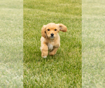 Small Photo #43 Golden Cavadoodle Puppy For Sale in MILLERSBURG, IN, USA
