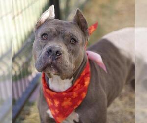 American Staffordshire Terrier-Unknown Mix Dogs for adoption in San Antonio, TX, USA