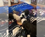 Small Photo #1 Old English Sheepdog Puppy For Sale in KILLEEN, TX, USA