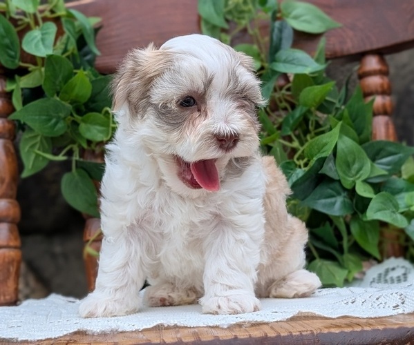 Medium Photo #46 Havanese Puppy For Sale in GOSHEN, IN, USA