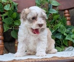 Small Photo #46 Havanese Puppy For Sale in GOSHEN, IN, USA