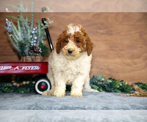 Medium Photo #11 Poodle (Miniature) Puppy For Sale in WOLCOTTVILLE, IN, USA
