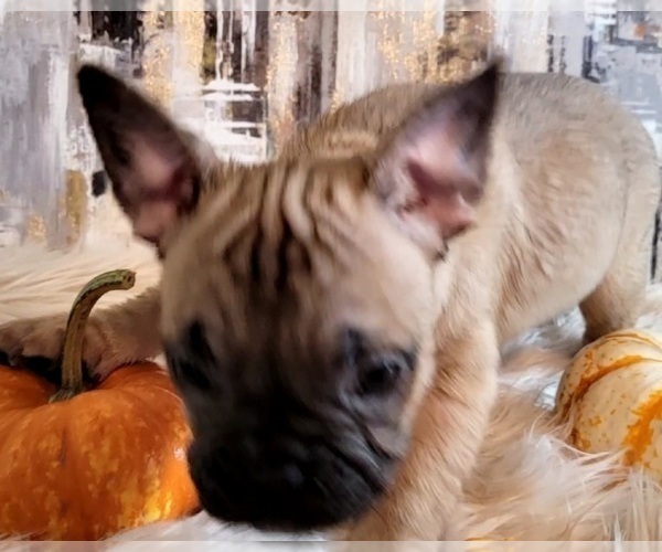 Medium Photo #2 French Bulldog Puppy For Sale in HUDDLESTON, VA, USA