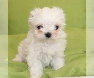 Maltese Puppy for sale in JUNIPER HILLS, CA, USA