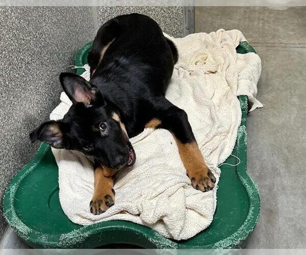 Medium Photo #1 German Shepherd Dog-Unknown Mix Puppy For Sale in Santa Rosa, CA, USA