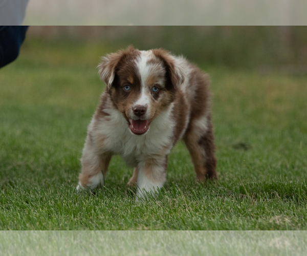 Medium Photo #5 Miniature Australian Shepherd Puppy For Sale in EUREKA, NV, USA