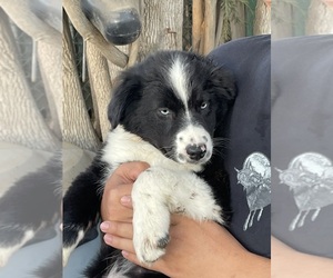 Australian Shepherd Puppy for sale in NORCO, CA, USA