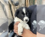Small Photo #1 Australian Shepherd Puppy For Sale in NORCO, CA, USA