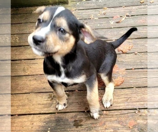 Medium Photo #2 Shepradors Puppy For Sale in MORGANTON, NC, USA