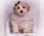 Small Photo #71 Maltipoo (Miniature) Puppy For Sale in WARSAW, IN, USA