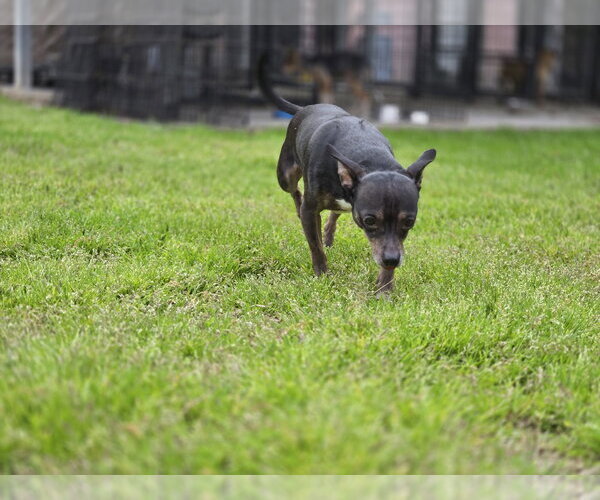 Medium Photo #2 Chihuahua-Unknown Mix Puppy For Sale in Albemarle, NC, USA