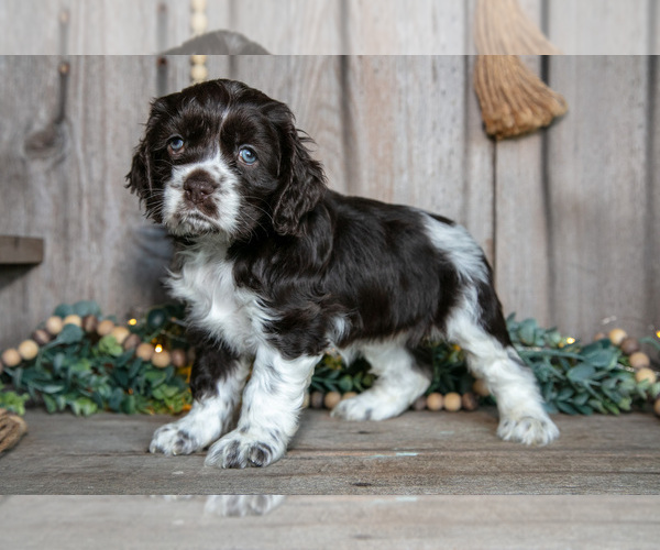 Medium Photo #1 Cocker Spaniel Puppy For Sale in BALTIC, OH, USA
