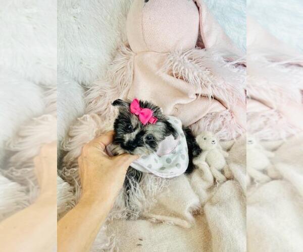 Medium Photo #2 Pomapoo (Toy) Puppy For Sale in MIAMI, FL, USA