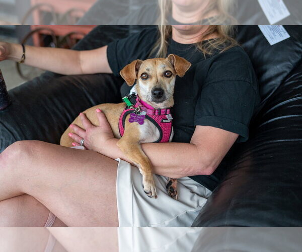 Medium Photo #7 Dachshund-Unknown Mix Puppy For Sale in Mundelein, IL, USA