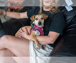 Small #6 Dachshund Mix