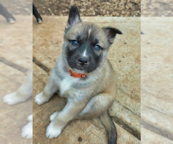 Medium Photo #4 Siberian Husky-Unknown Mix Puppy For Sale in Raleigh, NC, USA