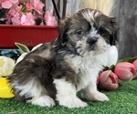 Small #4 Shih Tzu