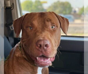 Mutt Dogs for adoption in Canton, CT, USA