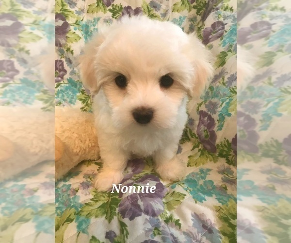 Medium Photo #1 Maltese Puppy For Sale in RANSOM, KY, USA