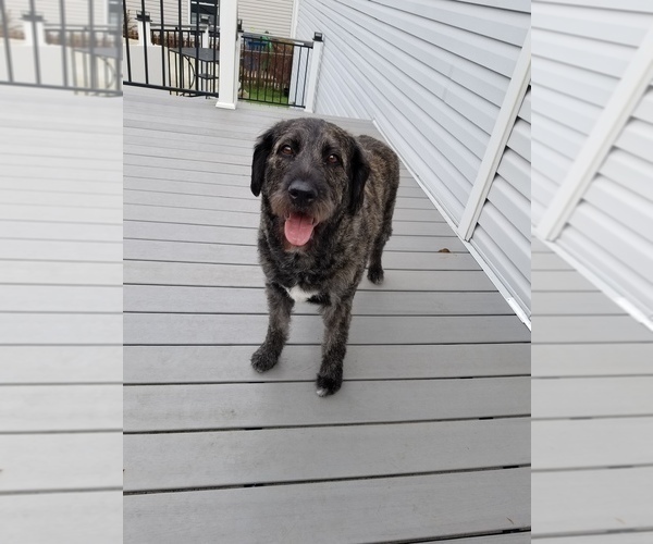 Medium Photo #1 Labradoodle Puppy For Sale in CHICAGO, IL, USA