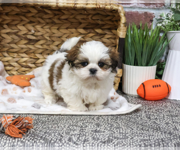 Medium Photo #3 Shih Tzu Puppy For Sale in SYRACUSE, IN, USA