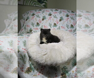 Pomeranian Puppy for Sale in COOKEVILLE, Tennessee USA