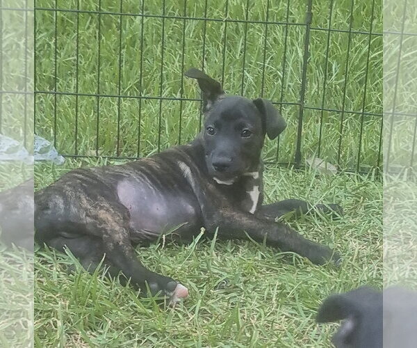 Medium Photo #4 Labrador Retriever-Unknown Mix Puppy For Sale in The Woodlands, TX, USA