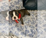 Small Photo #2 Faux Frenchbo Bulldog Puppy For Sale in FT MYERS, FL, USA