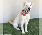 Small #1 Labrador Retriever Mix