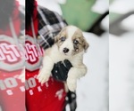 Puppy 4 Aussiedoodle