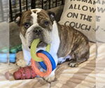 Small #6 Bulldog
