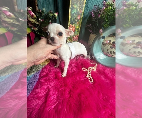Medium Photo #1 Chihuahua Puppy For Sale in TRACY, CA, USA