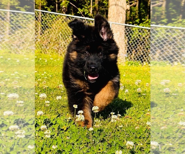 Medium Photo #1 German Shepherd Dog Puppy For Sale in GADSDEN, AL, USA