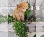 Small Photo #1 Poodle (Toy) Puppy For Sale in NILES, MI, USA