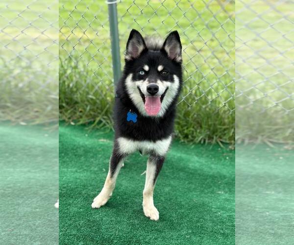 Medium Photo #1 Huskies -Pomeranian Mix Puppy For Sale in Spring Lake, NJ, USA