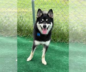 Huskies -Pomeranian Mix Dogs for adoption in Spring Lake, NJ, USA