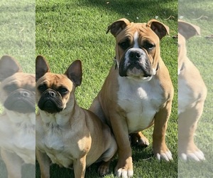 Mother of the French Bulloxer puppies born on 09/05/2026
