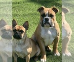 Small Photo #1 French Bulloxer Puppy For Sale in KENT, WA, USA