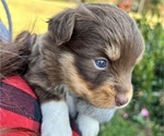 Puppy Ash Australian Shepherd