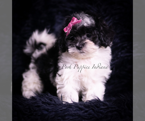 Medium Photo #4 Maltipoo (Miniature) Puppy For Sale in WARSAW, IN, USA