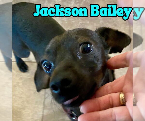 Medium Photo #22 Chiweenie Puppy For Sale in San Antonio, TX, USA