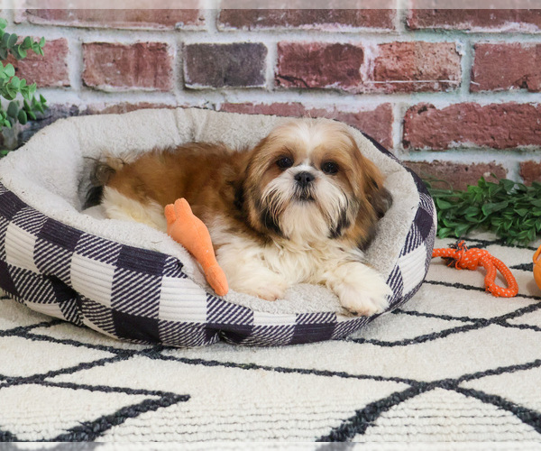 Medium Photo #1 Shih Tzu Puppy For Sale in SYRACUSE, IN, USA