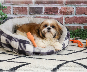 Shih Tzu Puppy for sale in SYRACUSE, IN, USA