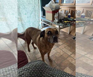 Mutt Dogs for adoption in Chandler, AZ, USA
