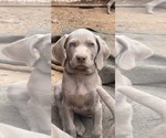Small Photo #3 Weimaraner Puppy For Sale in AUBURN, CA, USA