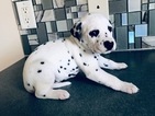 Small Photo #3 Dalmatian Puppy For Sale in ASHEBORO, NC, USA