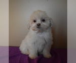 Small Photo #4 Mal-Shi Puppy For Sale in DOWNING, MO, USA
