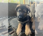 Small Photo #16 German Shepherd Dog Puppy For Sale in UNIVERSITY PL, WA, USA