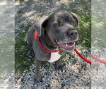 Small #4 Mastiff Mix