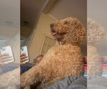 Small #3 Goldendoodle